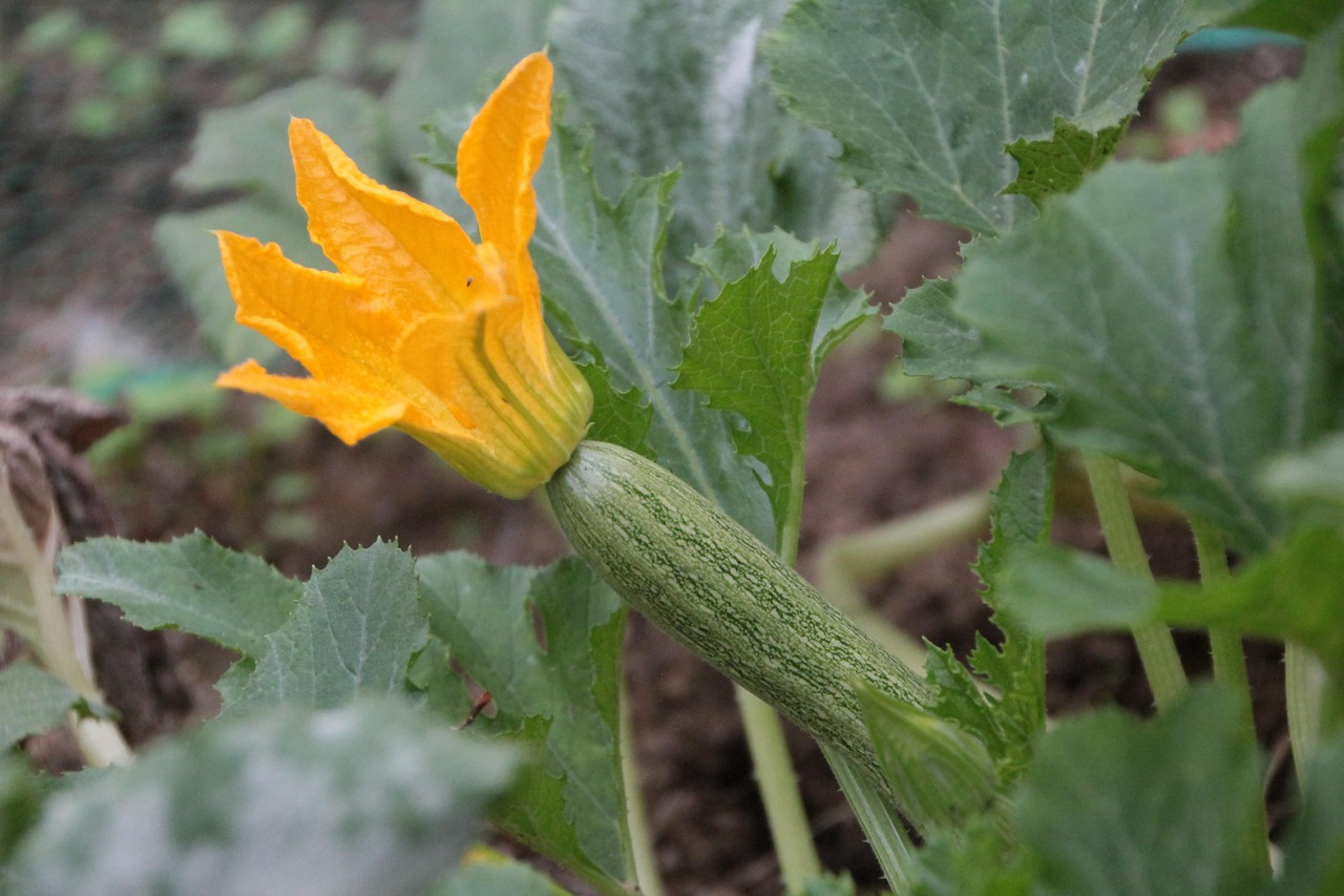 img_courgettes